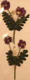Fleurs sechees Bouquet de fleurs, 7 cm, sct.-LS 2 pces, lilas fonce