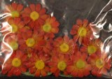 Taªtes de fleurs Paquerettes, 2,0 cm a¸, sct.-LS 24 fleurs + 6 feuilles, orange/rouge vin
